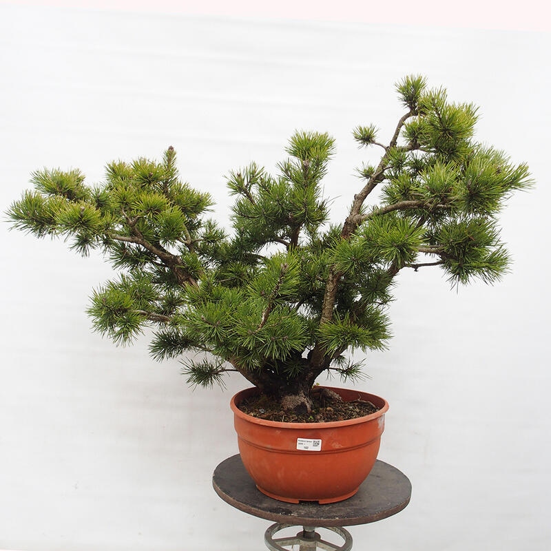 Yamadori - Pinus sylvestris Španělsko