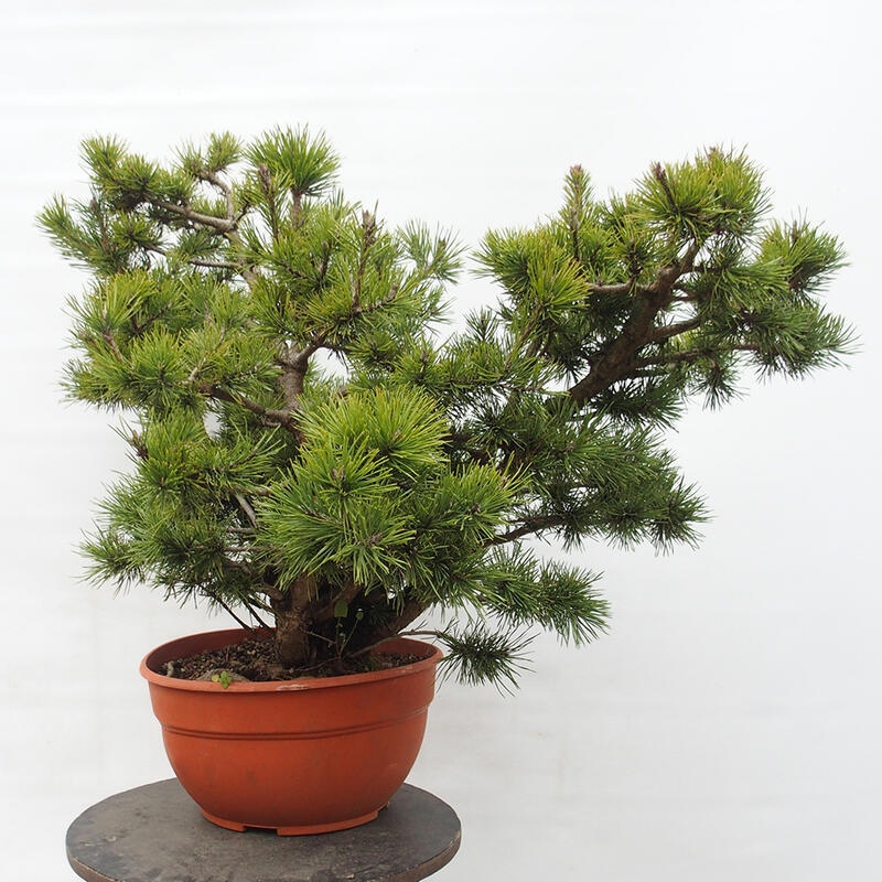 Yamadori - Pinus sylvestris Španělsko