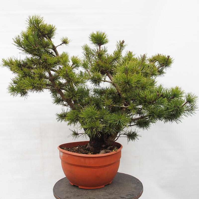 Yamadori - Pinus sylvestris Španělsko