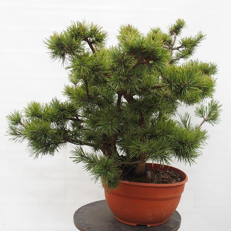 Yamadori - Pinus sylvestris Španělsko