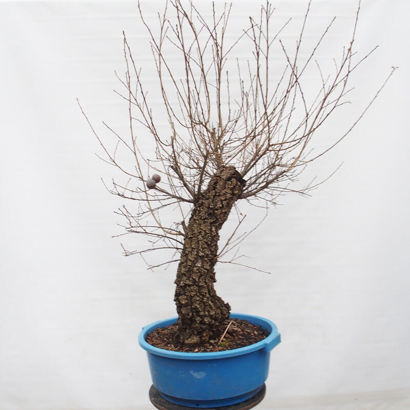 Yamadori - Quercus Ilex -Dub cesmínovitý