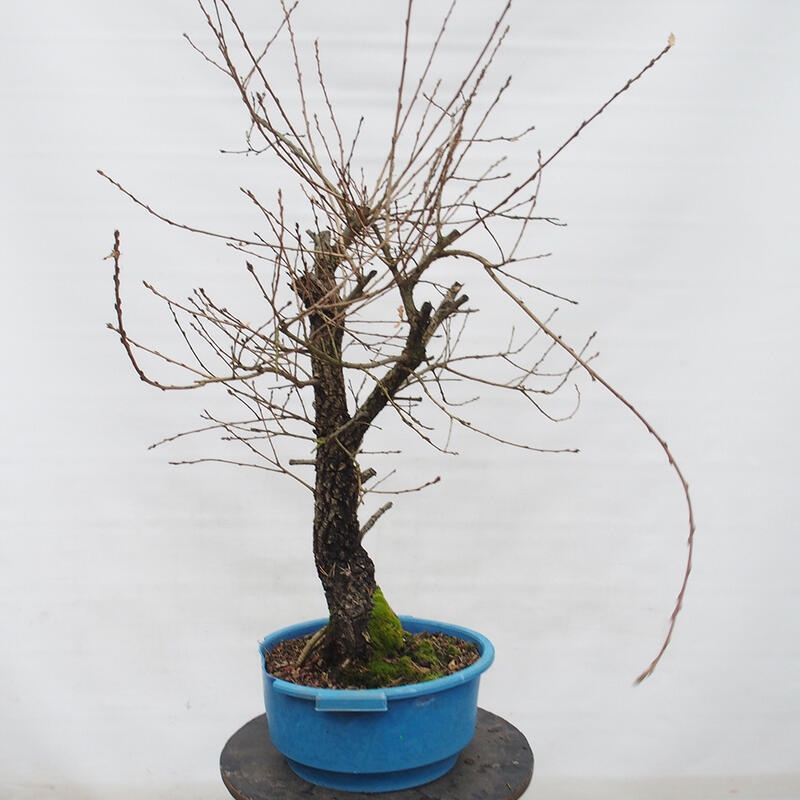 Yamadori - Quercus Ilex -Dub cesmínovitý