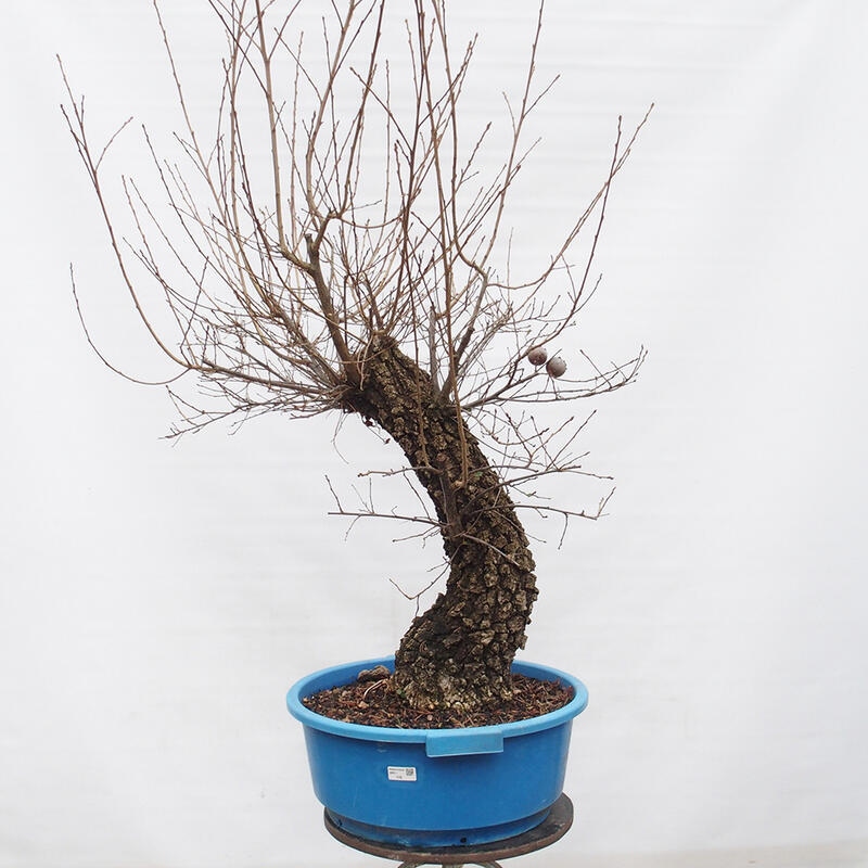 Yamadori - Quercus Ilex -Dub cesmínovitý