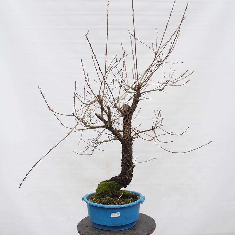 Yamadori - Quercus Ilex -Dub cesmínovitý