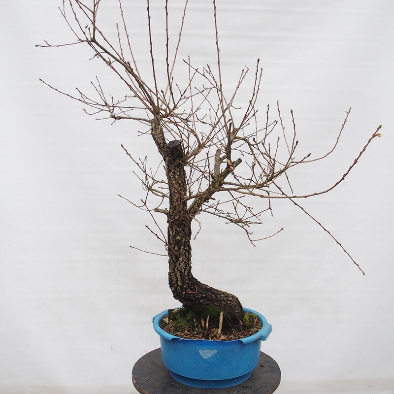 Yamadori - Quercus Ilex -Dub cesmínovitý