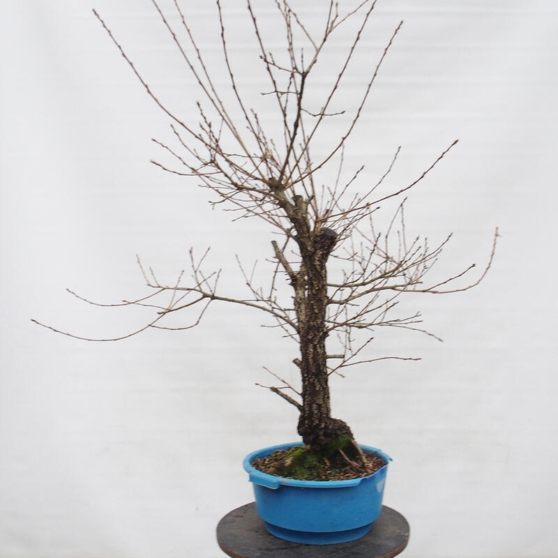 Yamadori - Quercus Ilex -Dub cesmínovitý