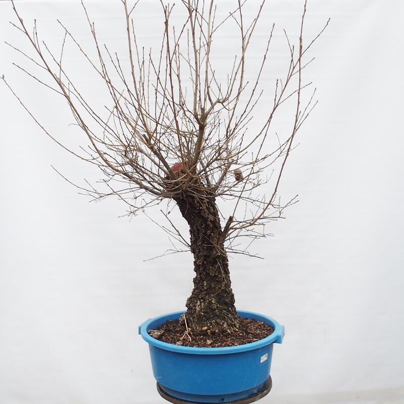 Yamadori - Quercus Ilex -Dub cesmínovitý