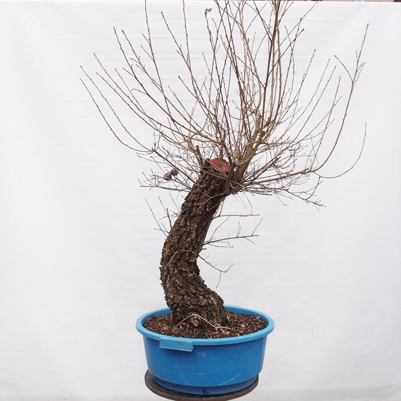 Yamadori - Quercus Ilex -Dub cesmínovitý