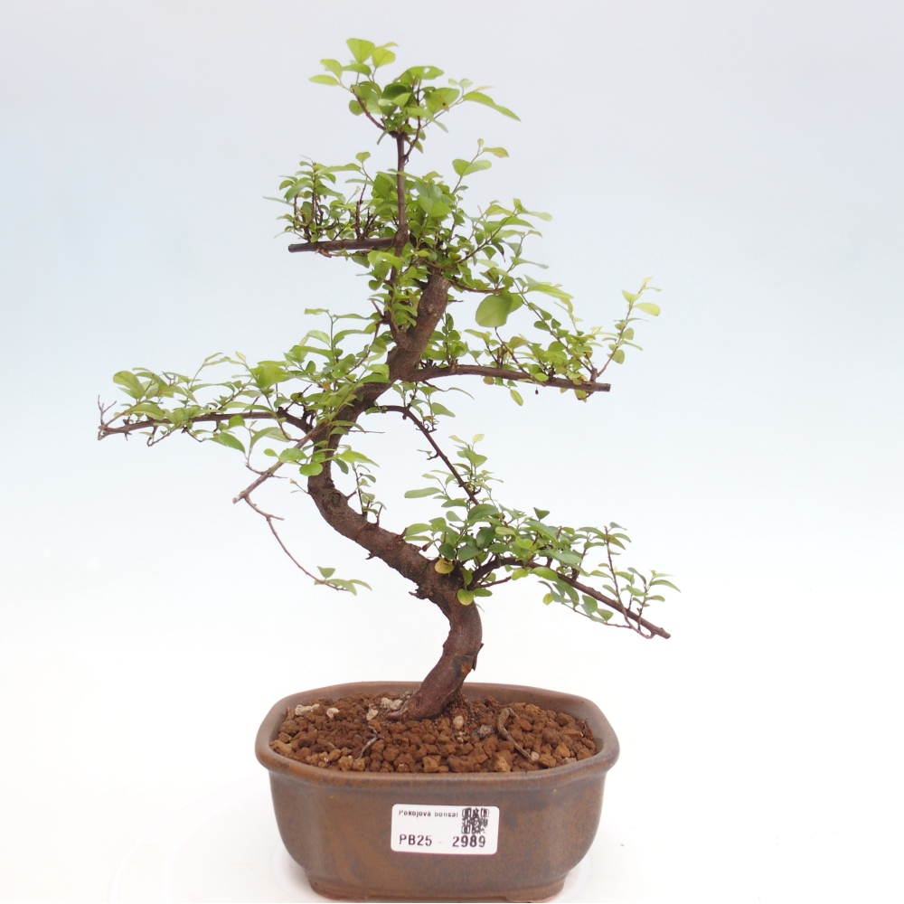 Pokojová bonsai - Sagerécie thea - Sagerécie thea
