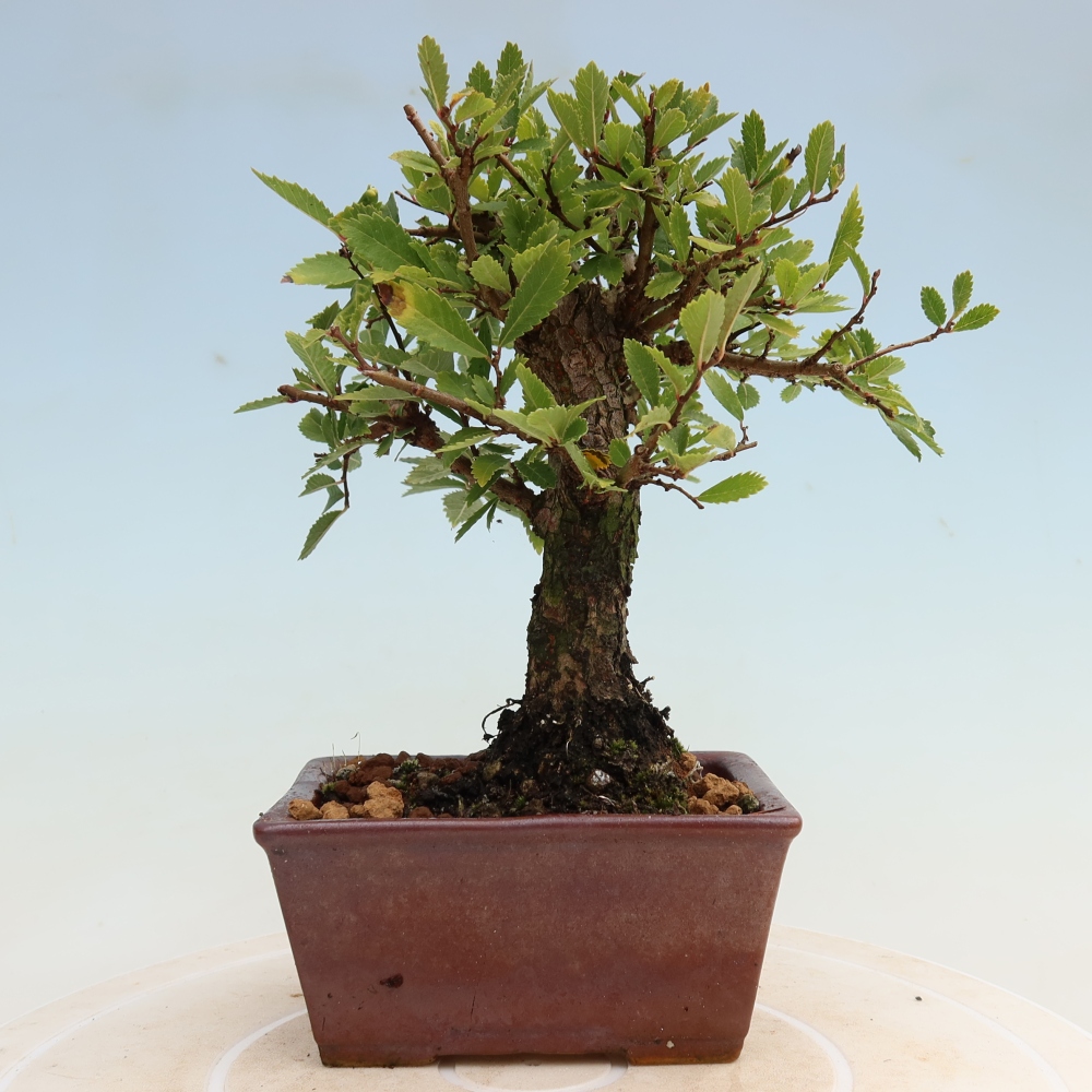 Venkovní bonsai - Zelkova - Zelkova NIRE