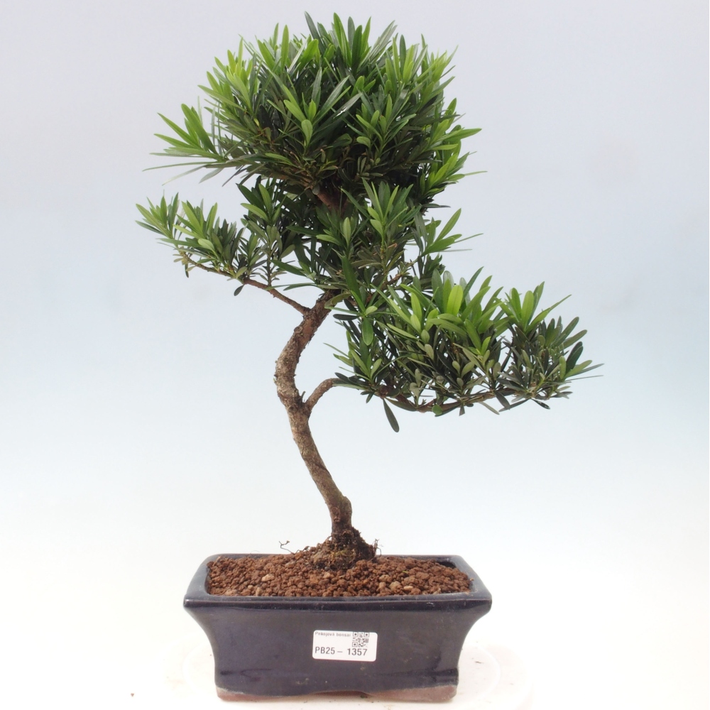 Pokojová bonsai - Podocarpus - Kamenný tis