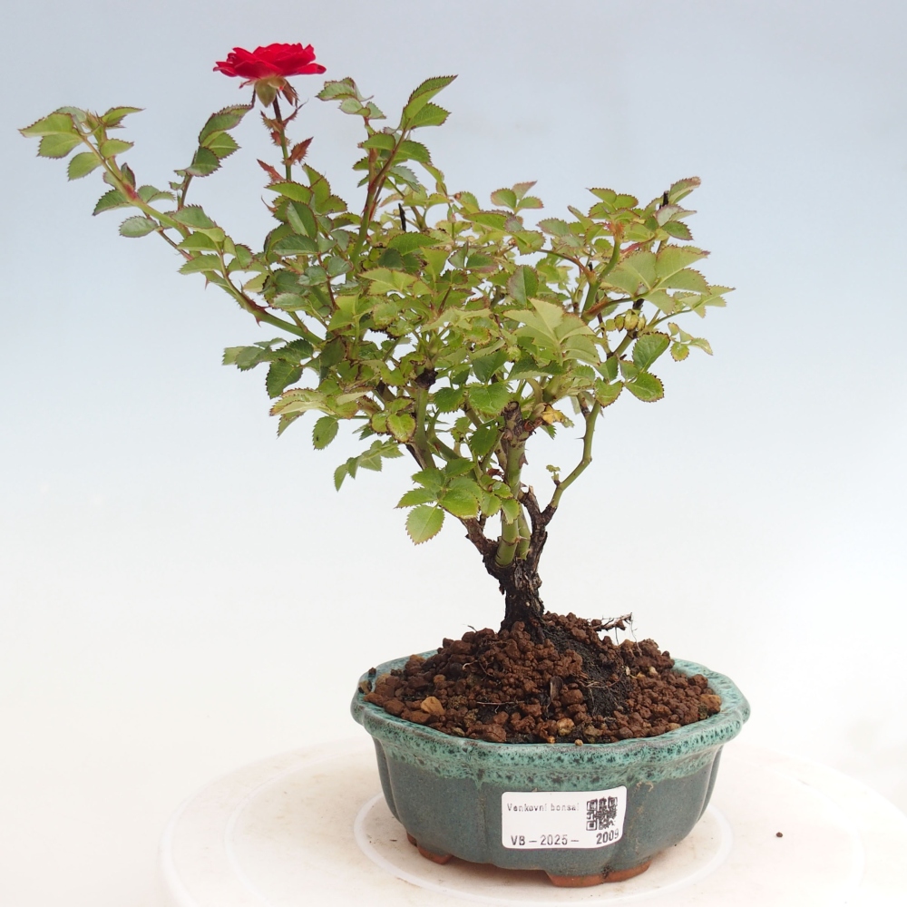 Venkovní bonsai - Rosa Kordes -  růže