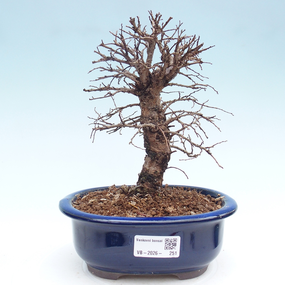 Venkovní bonsai - Zelkova - Zelkova NIRE