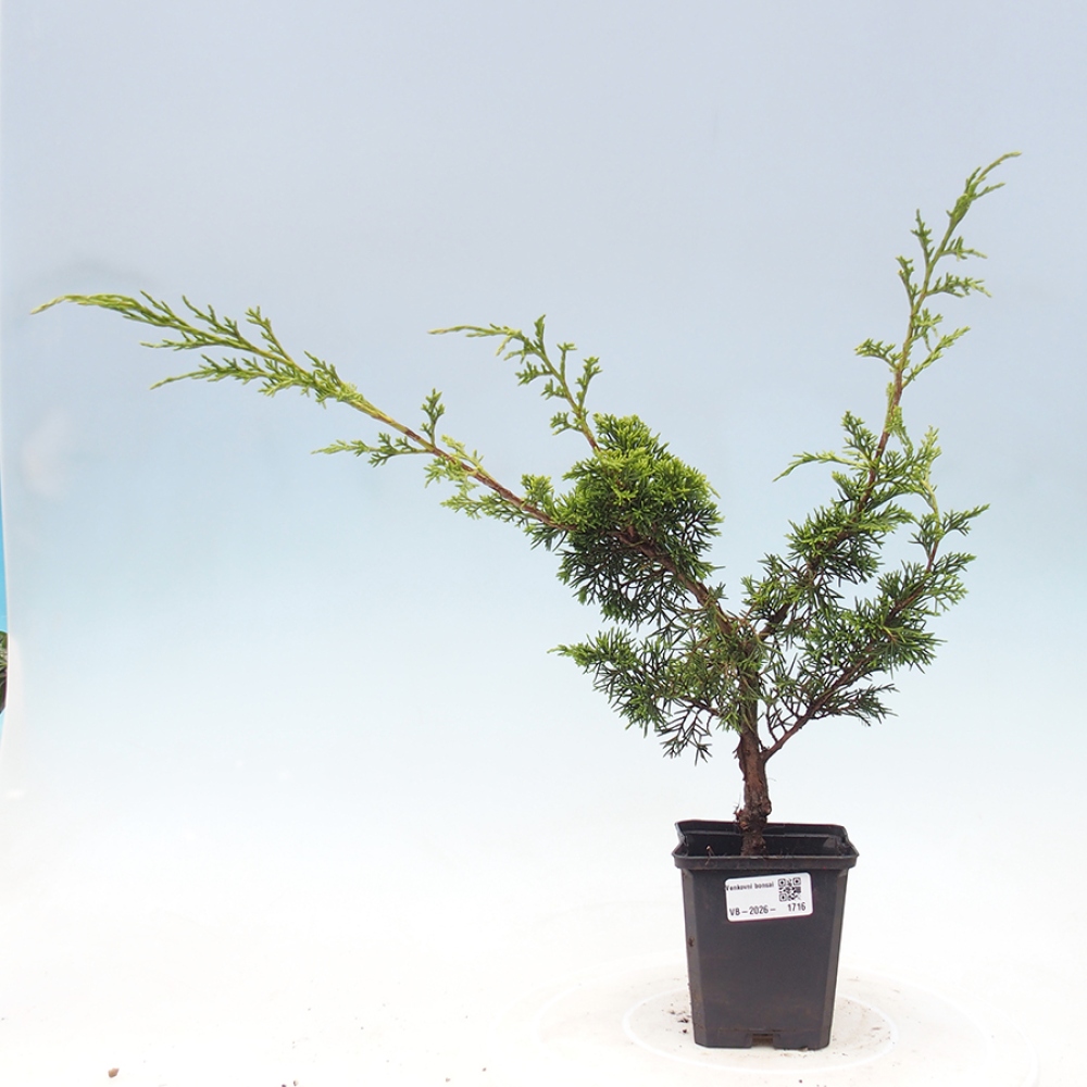 Venkovní bonsai - Juniperus chinensis Itoigawa -Jalovec čínský