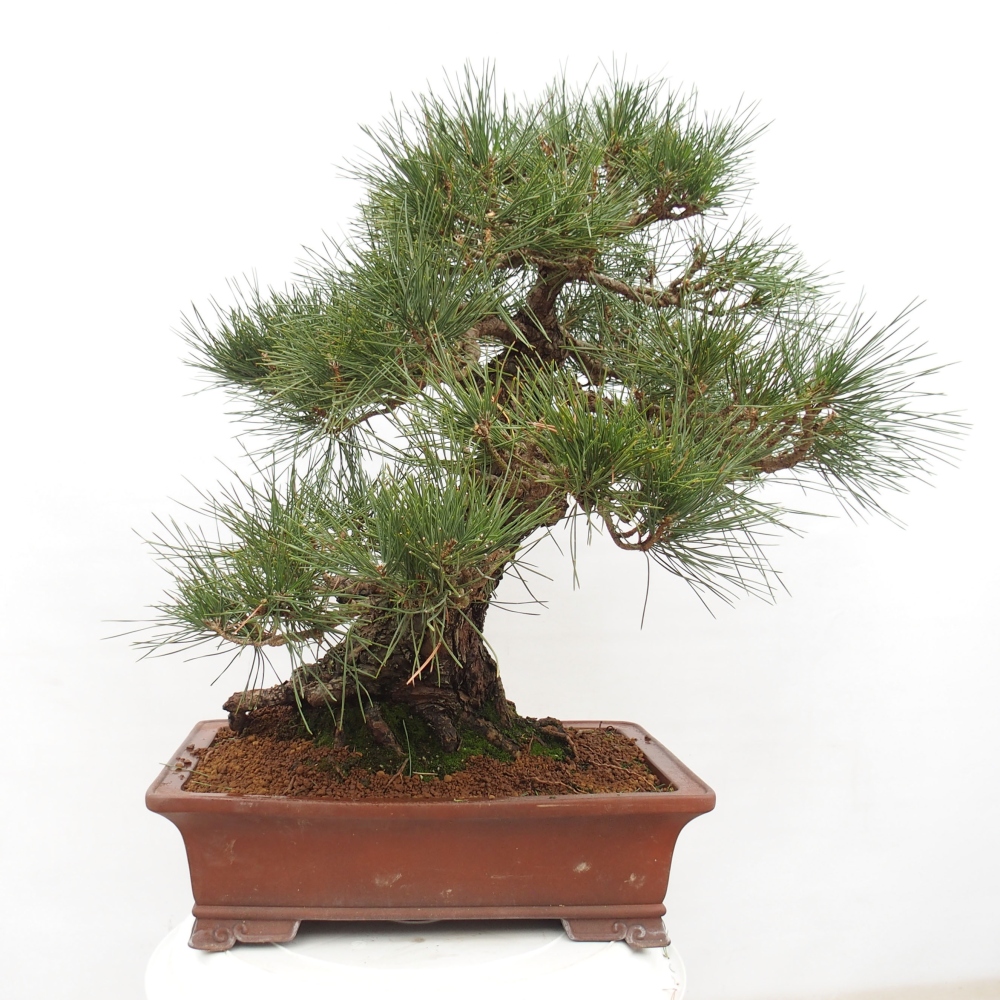 Venkovní bonsai - Pinus thunbergii - Borovice thunbergova