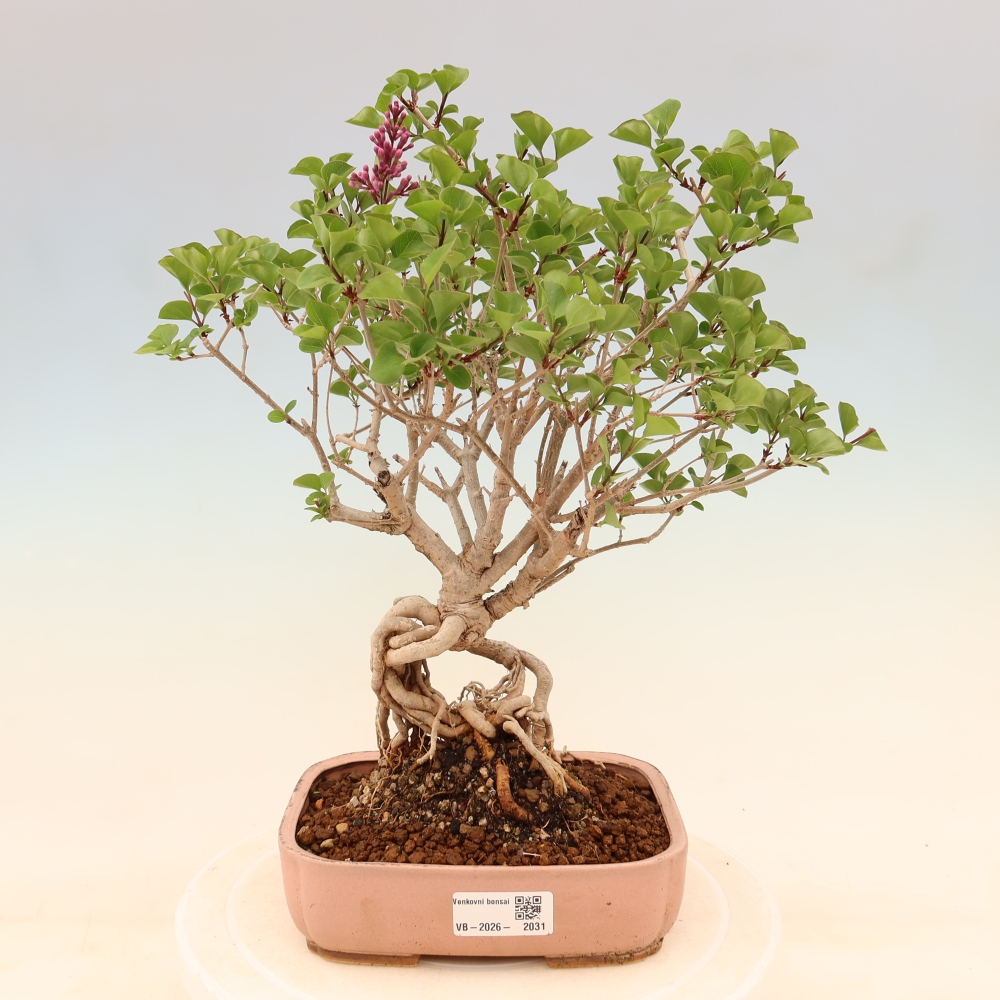 Venkovní  bonsai -  Syringa microphylla - malokvětý šeřík