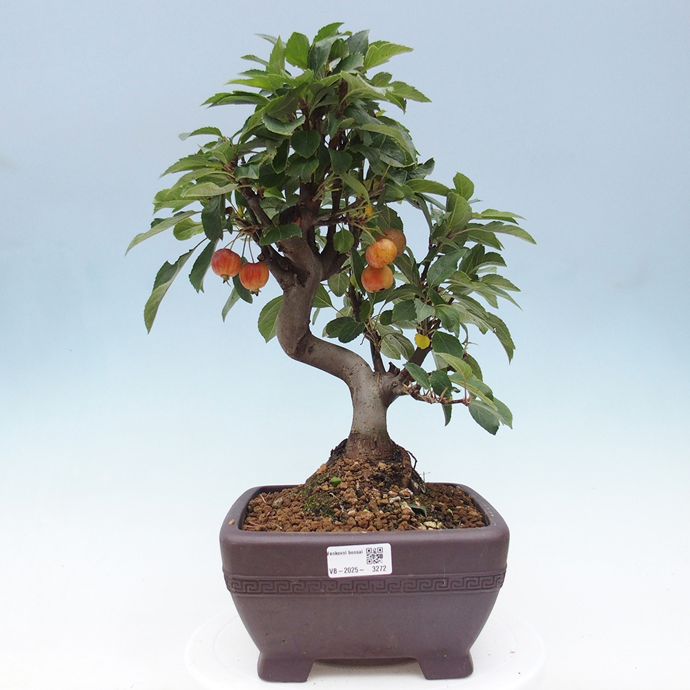 Venkovní bonsai -Malus halliana - Maloplodá jabloň