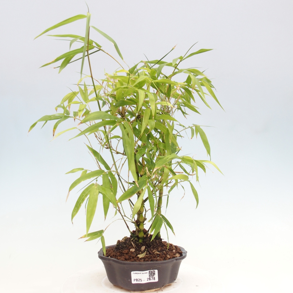 Pokojová bonsai - Bambus budha-Bambus budhovo břicho