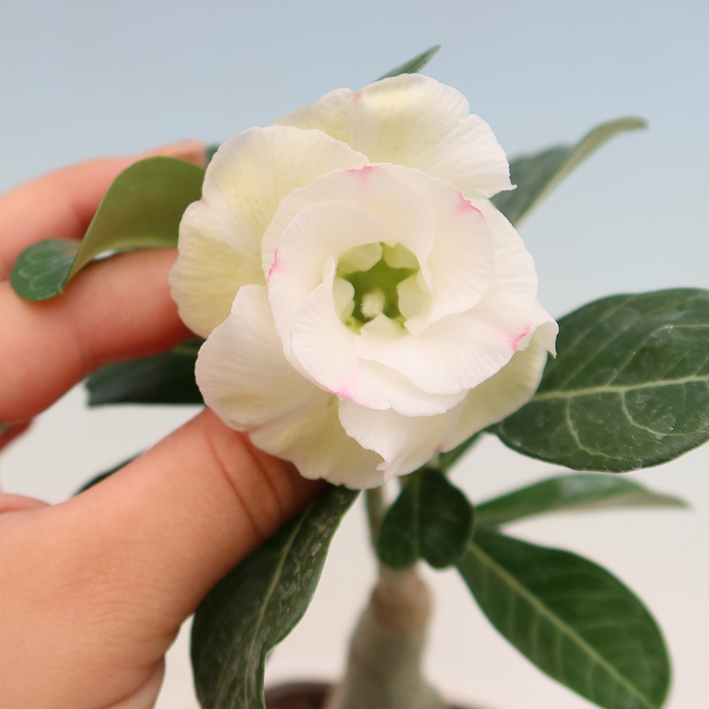 Pokojová bonsai - Adenium obesum roubovaná V.F.S.407  - Pouštní růže