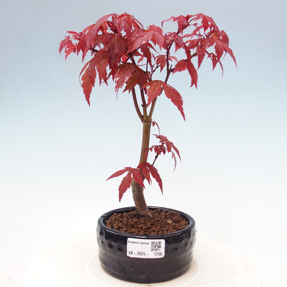 Venkovní bonsai - Acer palm. Atropurpureum-Javor dlanitolistý