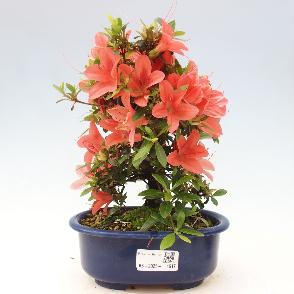 Venkovní bonsai - Japonská azalka - Azalea Nikko