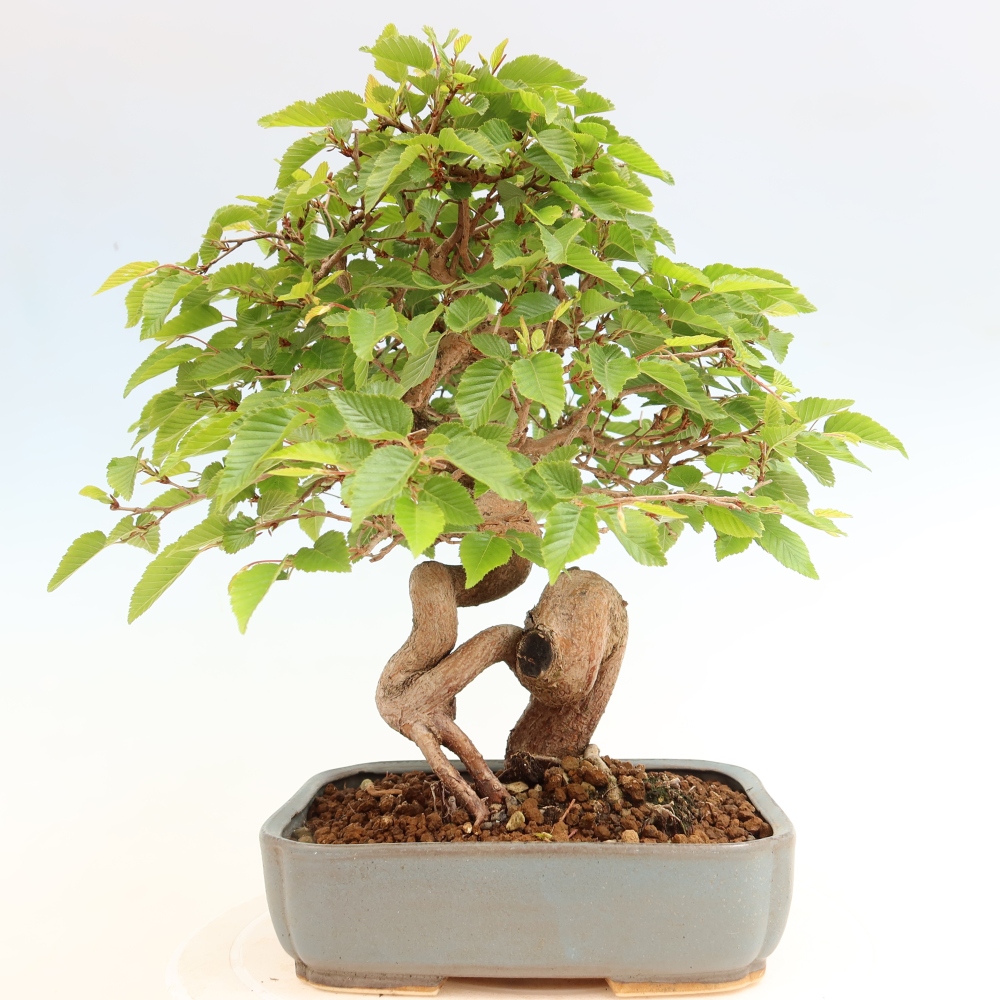Venkovní bonsai -Carpinus coreana - Habr korejský