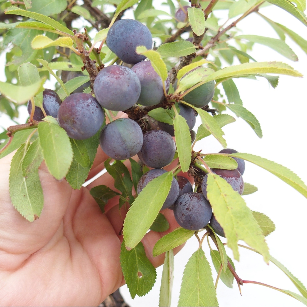 Venkovní bonsai - Prunus spinosa - trnka