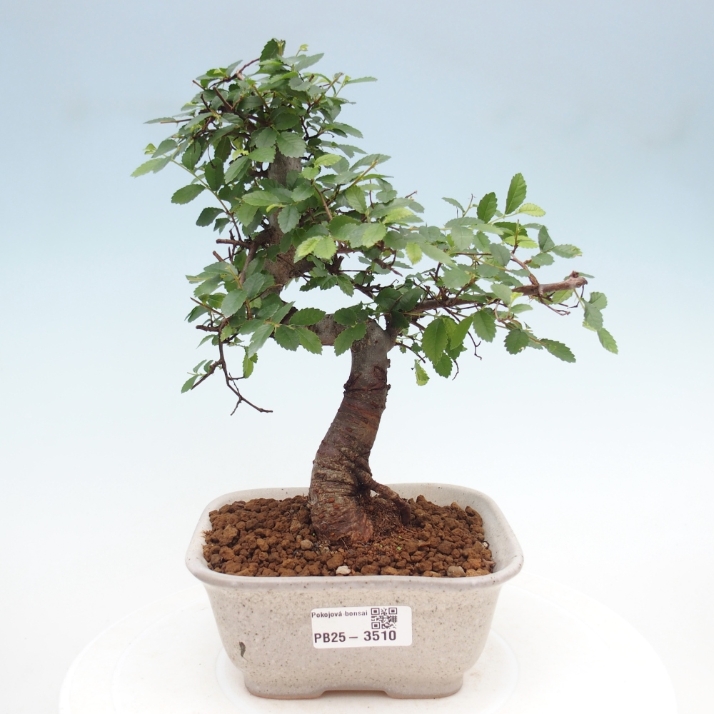 Pokojová bonsai - Ulmus parvifolia - Malolistý jilm