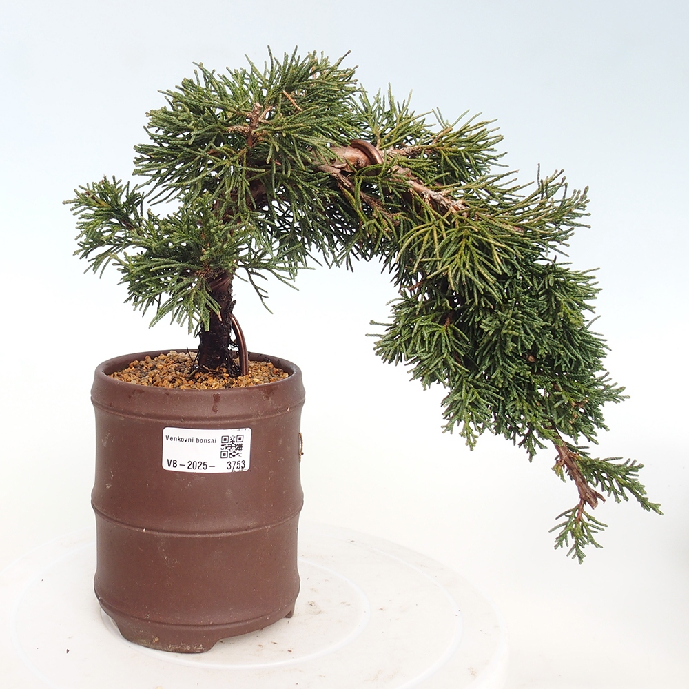 Venkovní bonsai - Juniperus chinensis Kishu -Jalovec čínský
