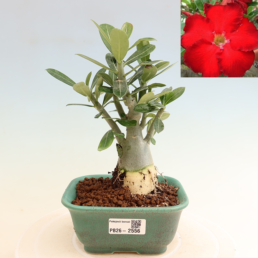Pokojová bonsai - Adenium obesum Red Star - Pouštní růže