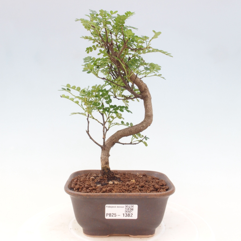 Pokojová bonsai - Zantoxylum piperitum - pepřovník