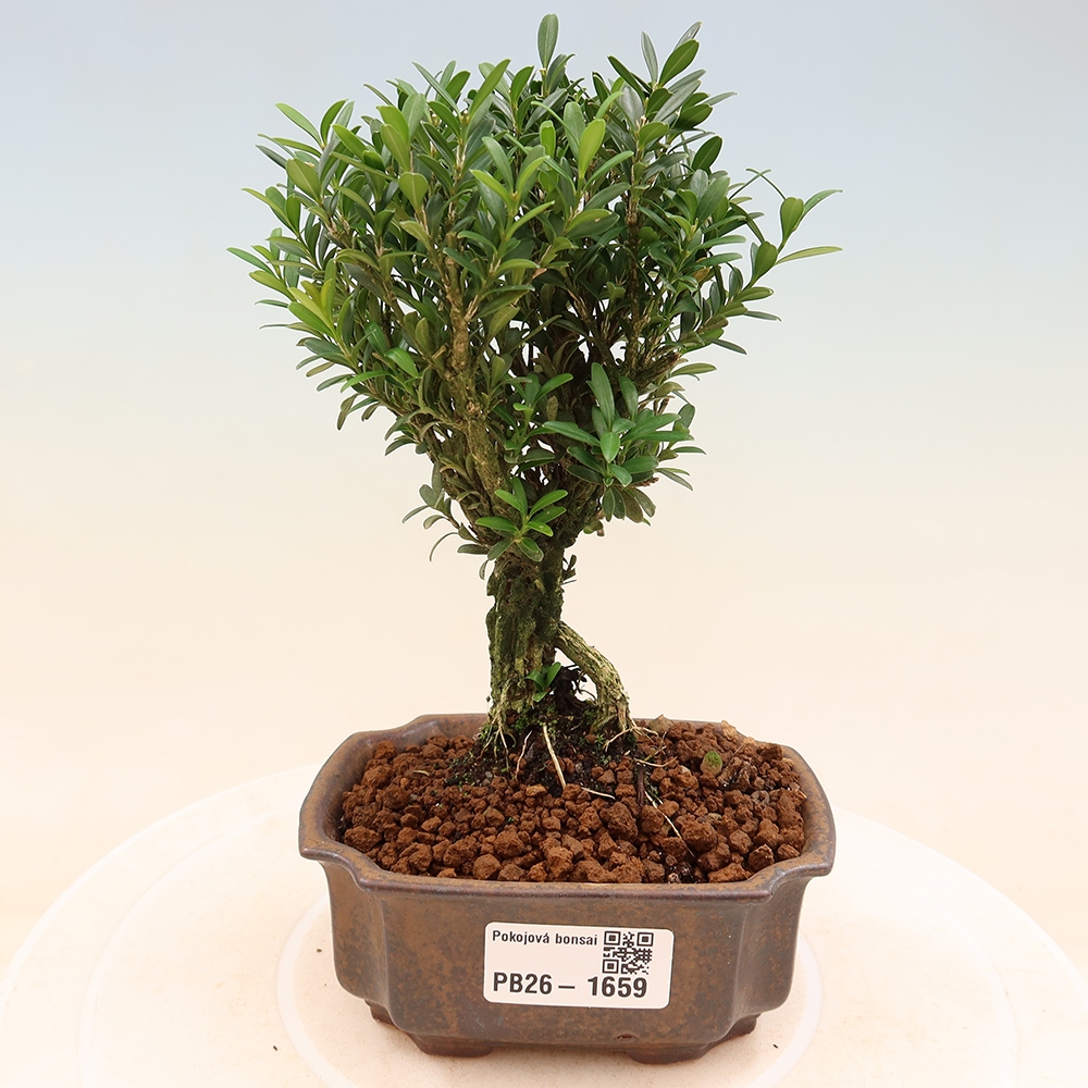 Pokojová bonsai - Buxus harlandii -korkový buxus