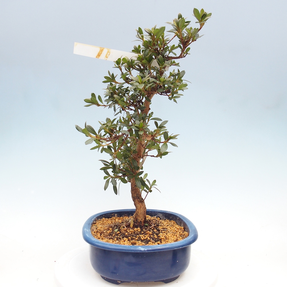 Venkovní bonsai - Japonská azalka - Azalea Reiko
