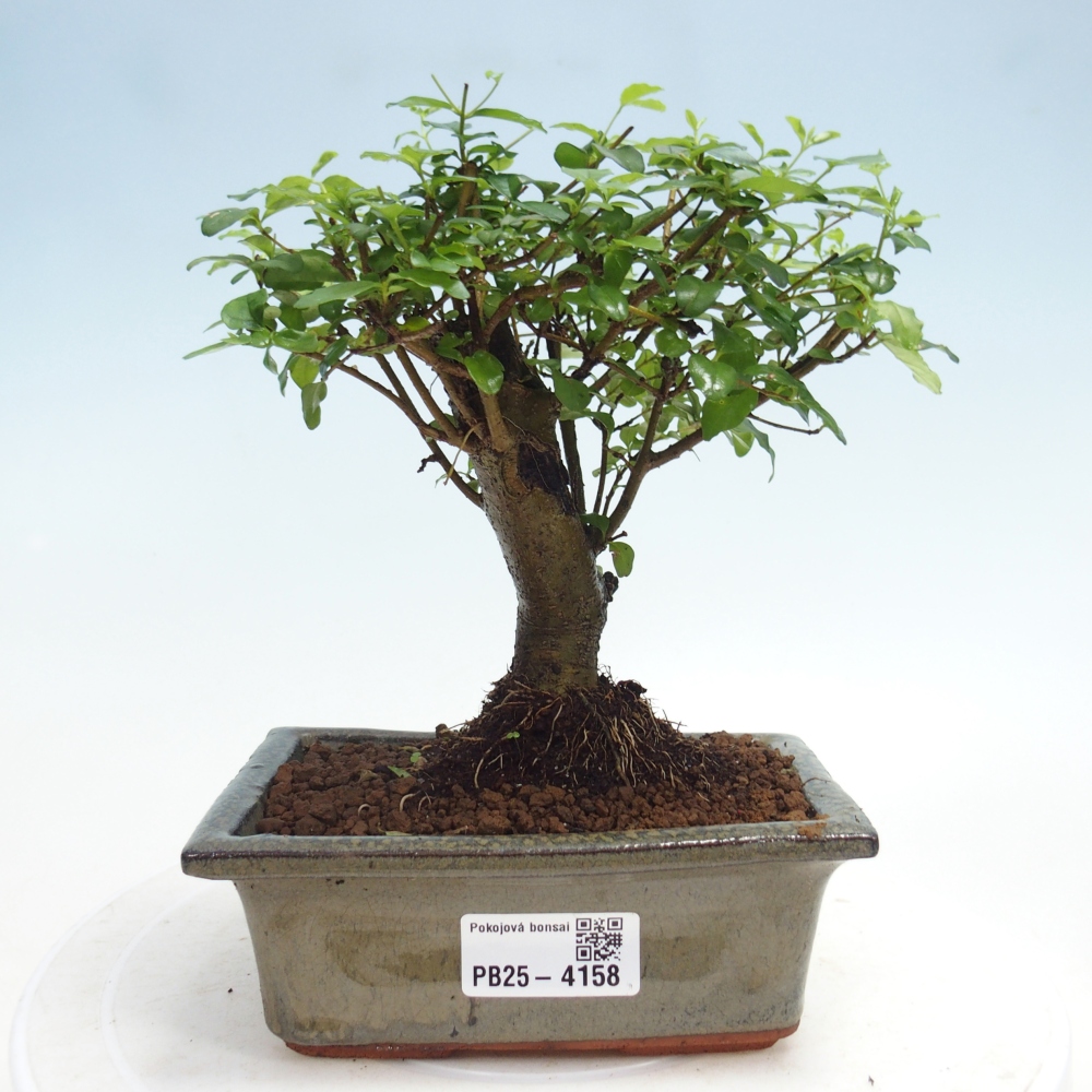 Pokojová bonsai -Ligustrum chinensis - Ptačí zob