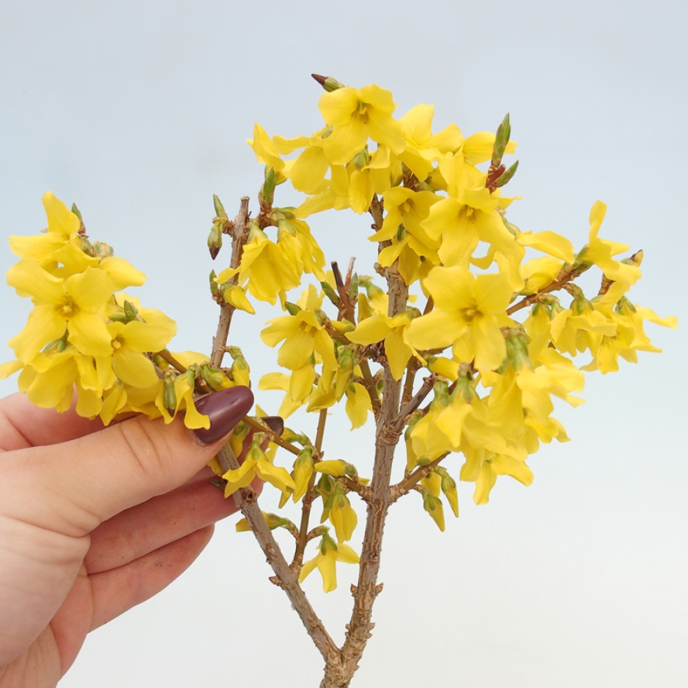 Venkovní bonsai - Zlatice - Forsythia intermedia 