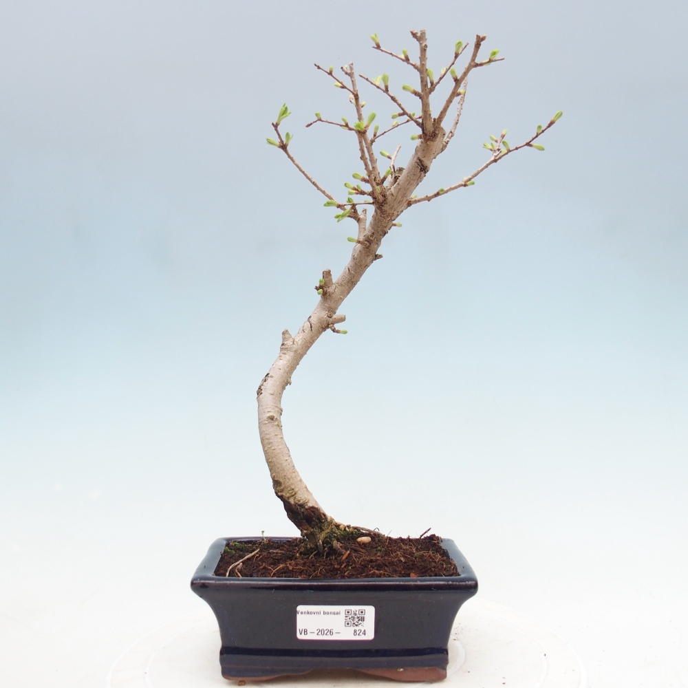 Venkovní bonsai -Pseudolarix amabis-Pamodřín