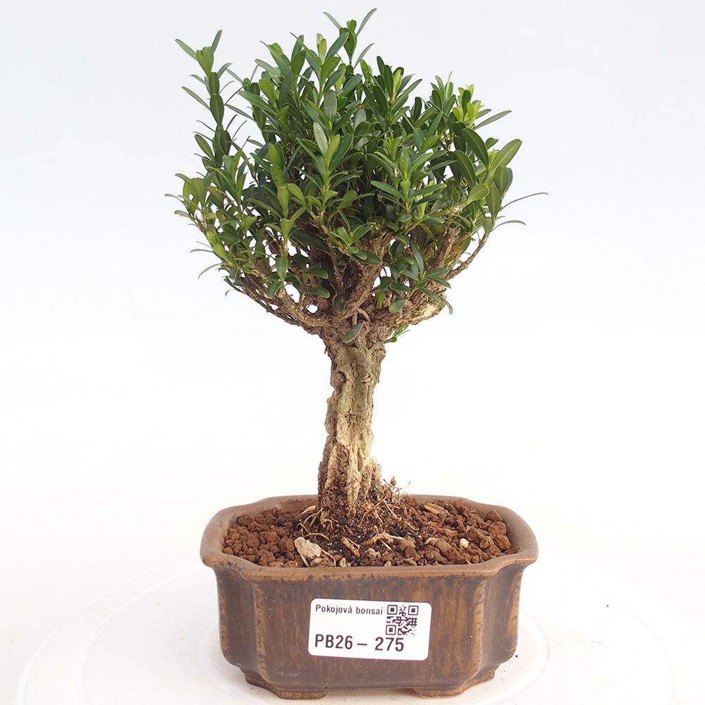 Pokojová bonsai - Buxus harlandii -korkový buxus