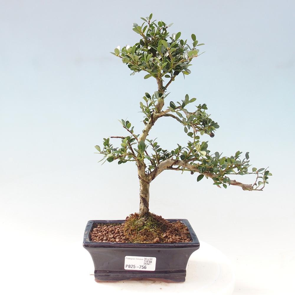 Pokojová bonsai - Ilex crenata - Cesmína