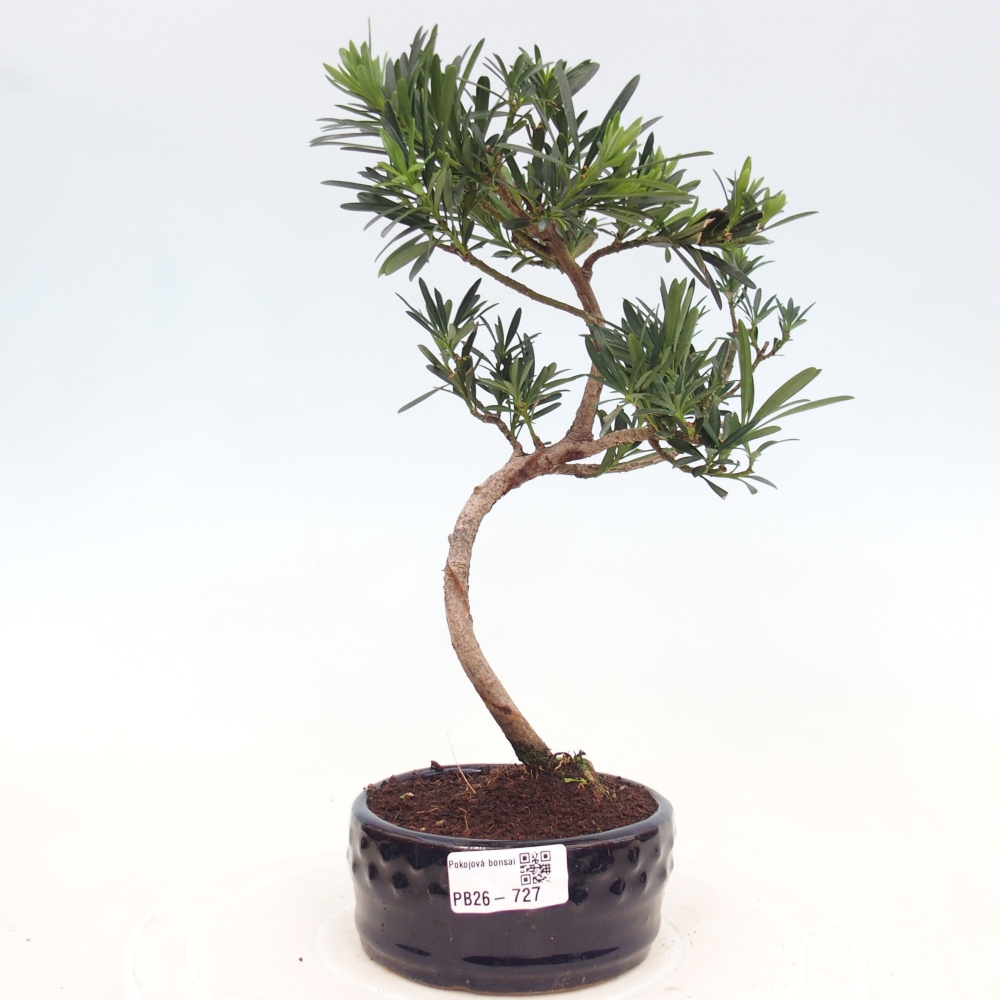 Pokojová bonsai - Podocarpus - Kamenný tis