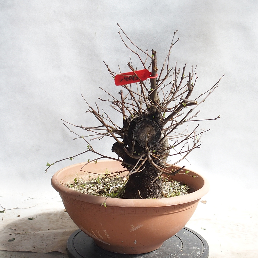 Venkovní bonsai -Mahalebka - Prunus mahaleb