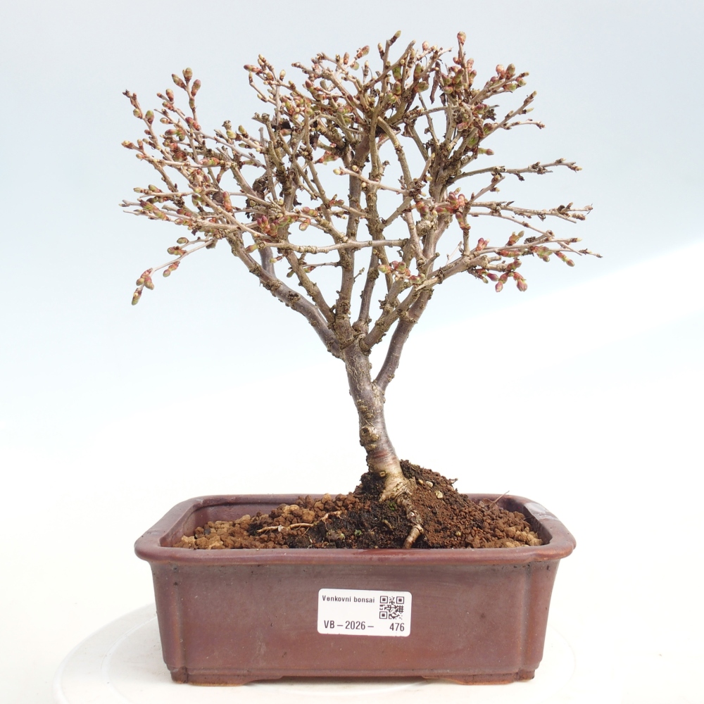 Venkovní bonsai - Prunus incisa Kojou-no mai-Slivoň vyříznutá