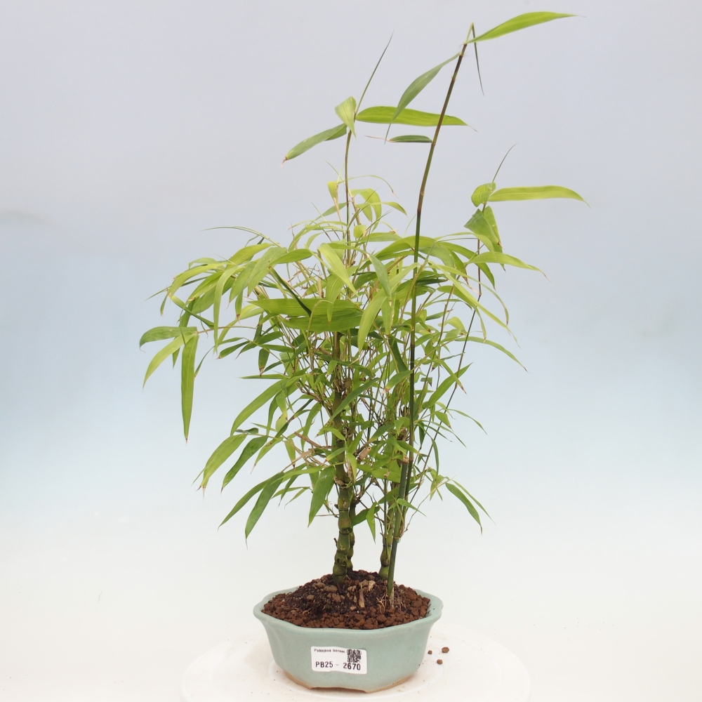 Pokojová bonsai - Bambus budha-Bambus budhovo břicho