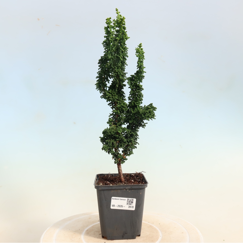 Venkovní bonsai - Cham. obtusa SEKKA HINOKI - Cypřišek