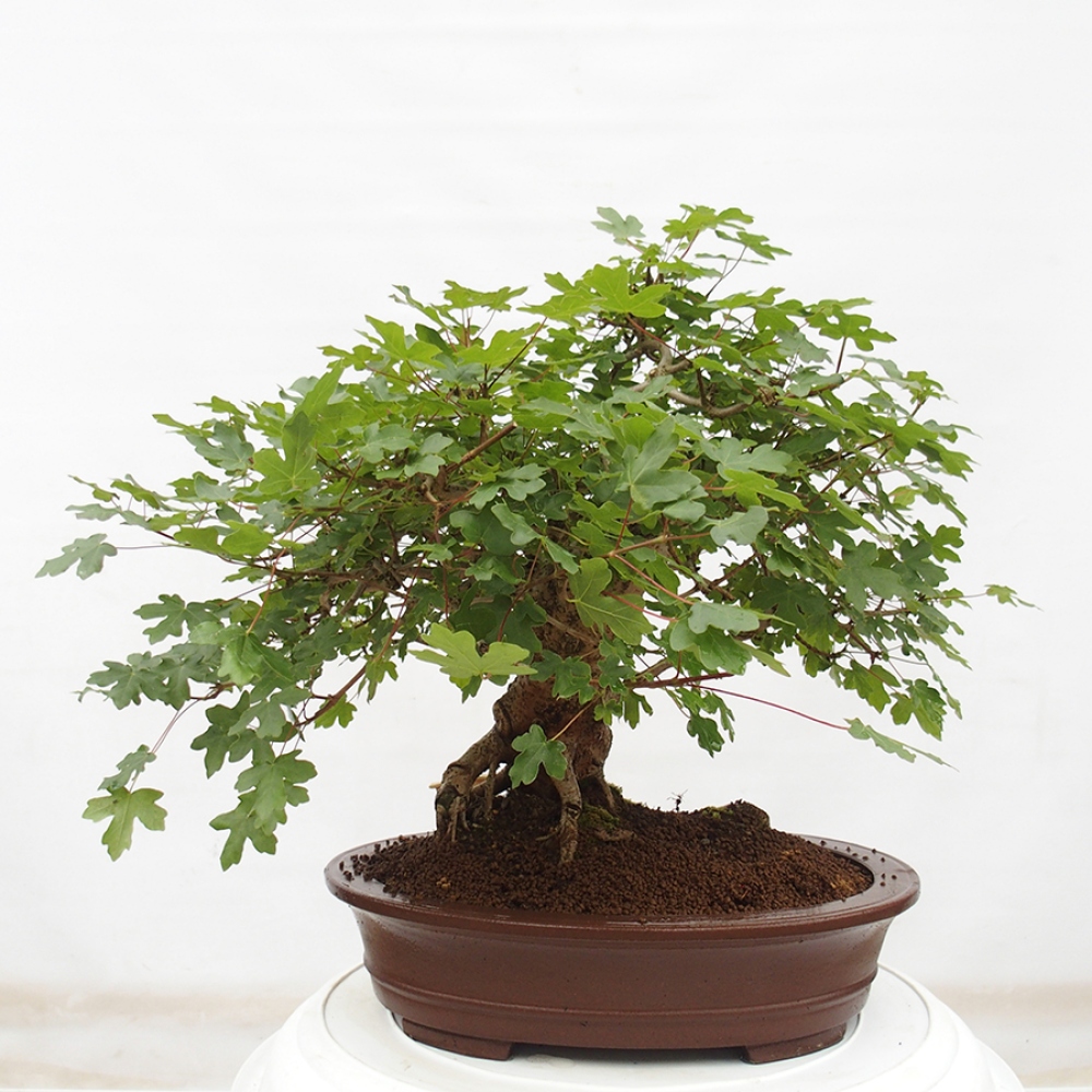 Venkovní bonsai - Acer Campestre - Javor babyka