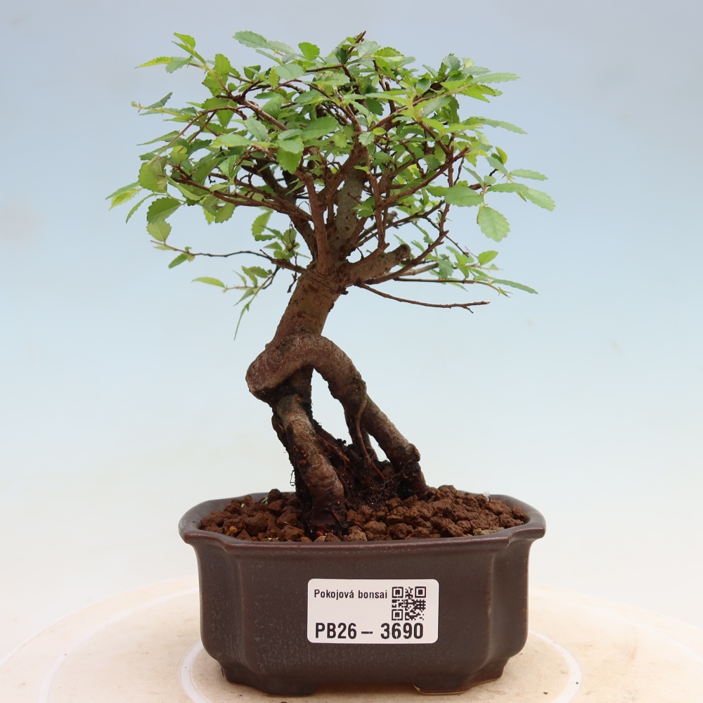 Pokojová bonsai - Ulmus parvifolia - Malolistý jilm