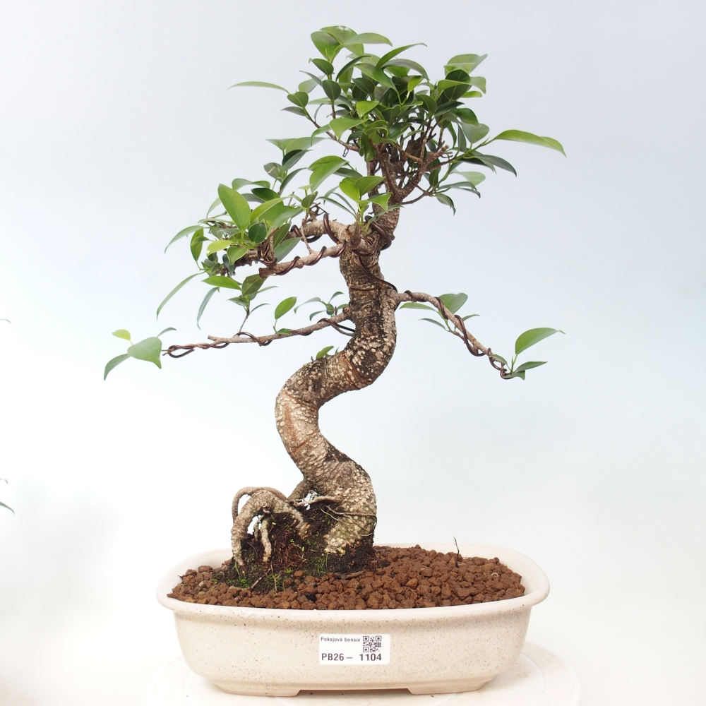 Pokojová bonsai - Ficus kimmen -  malolistý fíkus