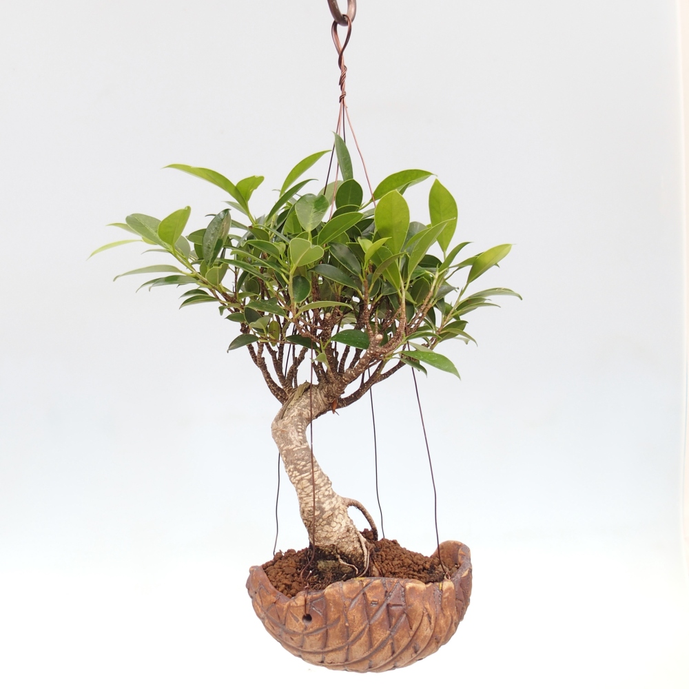 Kokedama v keramice - malolistý ficus - Ficus kimmen