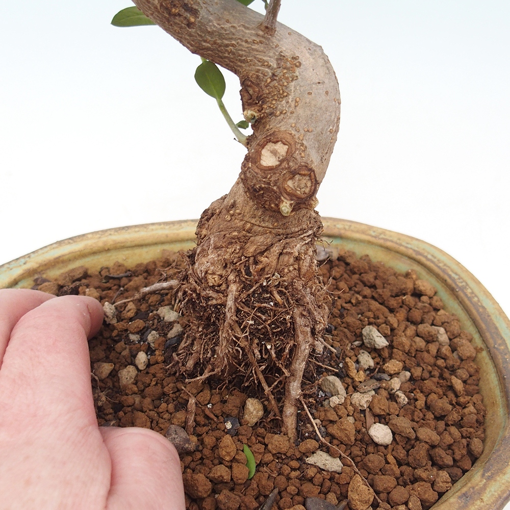 Pokojová bonsai - Olea europaea sylvestris -Oliva evropská drobnolistá