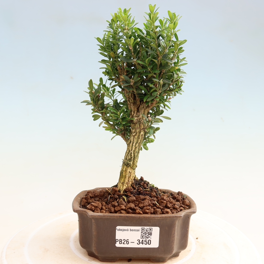 Pokojová bonsai - Buxus harlandii -korkový buxus