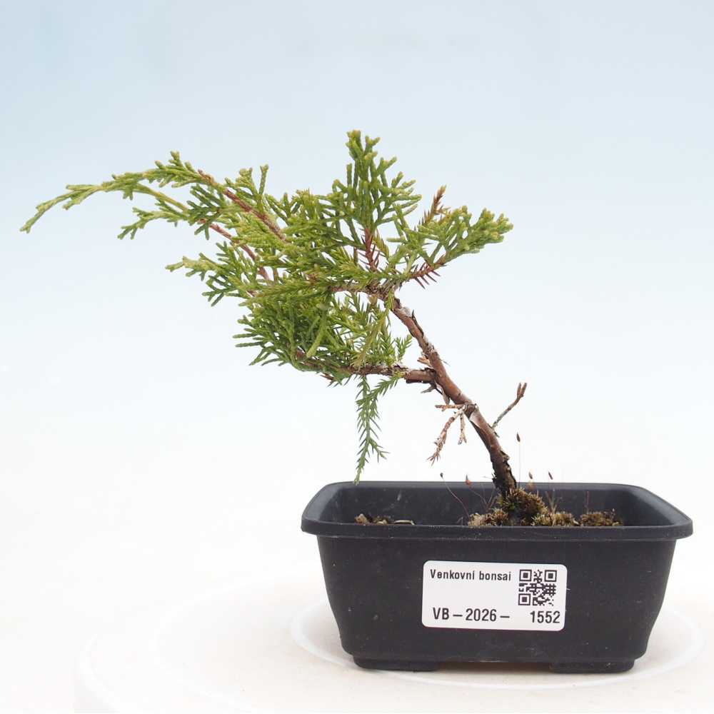 Venkovní bonsai - Juniperus chinensis Itoigawa -Jalovec čínský